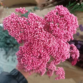 50 g Naravnih Proso Sadje Posušen Cvet Umetno Cvetje Dnevna Soba Dekoracijo Poročno Darilo Za Gosta, Poroka Pampe