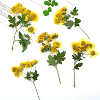 60pcs Pritisnete Posušena Rumena Divje Chrysanthemum Flower Rastlin Za Herbarij Nakit iPhone Telefon Primeru Zaznamek Okvir DIY, zaradi Česar