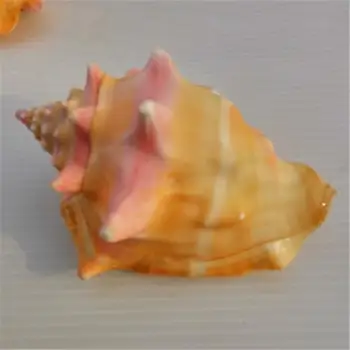8-9 cm naravnih conch lupine polžev Rose Kraljica fish tank akvarij krajinsko okraski navtičnih stranka dekor