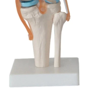 Telo Model Človeško Koleno Anatomija Model Prilagodljiv Skelet Modela S Funkcionalnimi Vezi In Znanja Za Poučevanje Modeli
