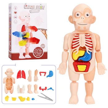 Znanost Izobraževalne Naučijo Promet Diy Sestavljeni Igrače Kompleti Telesa, Okostje Medicinske Poučevanja Montessori 3d Puzzle Človeške Anatomije Model
